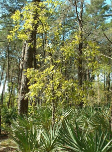 Wild Osceola Turkey Habitat