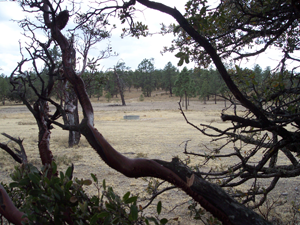 Gould's Wild Turkey