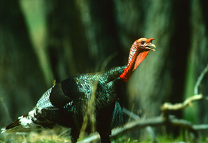 Gould's Wild Turkeys