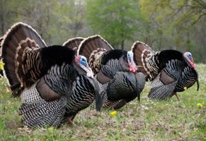 Merriam's Wild Turkeys