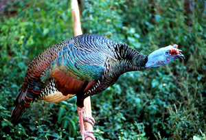 PageLines- About-Ocellated-Wild-Turkey.png