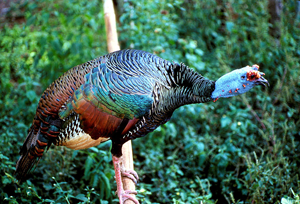 Ocellated Wild Turkeys