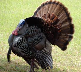 PageLines- About-Strutting-Osceola-Wild-Turkey-Hunting.png