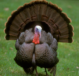 PageLines- About-Strutting-Eastern-Wild-Turkey-Hunting.png
