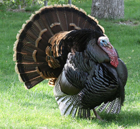 PageLines- About-Strutting-Rio-Grande-Wild-Turkey-Hunting.png