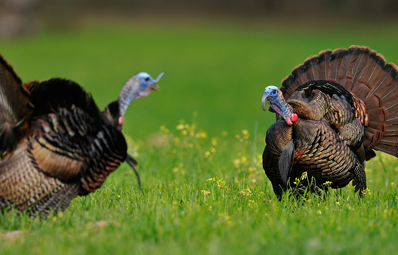 photographing wild turkeys with Tes Jolly
