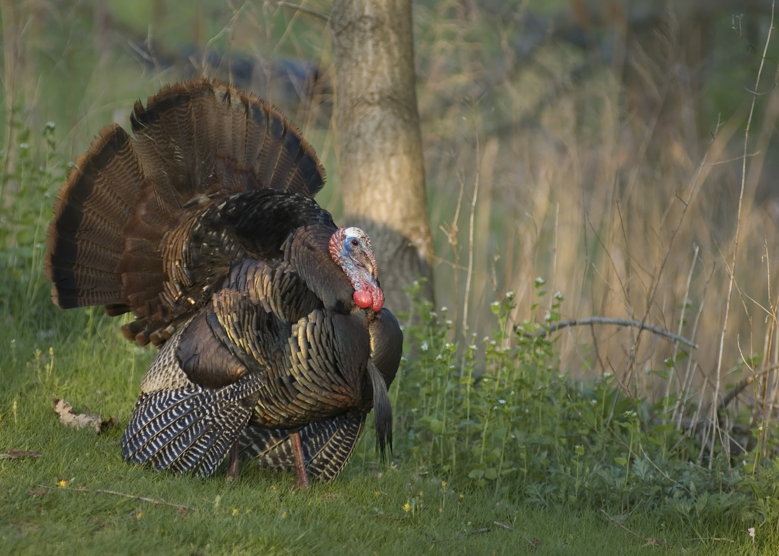 5 random wild turkey hunting tips