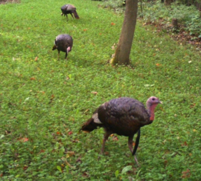 Summer and Fall Plantings for Wild Turkeys