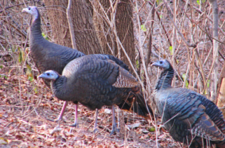 turkey hunting strategy for spring and fall